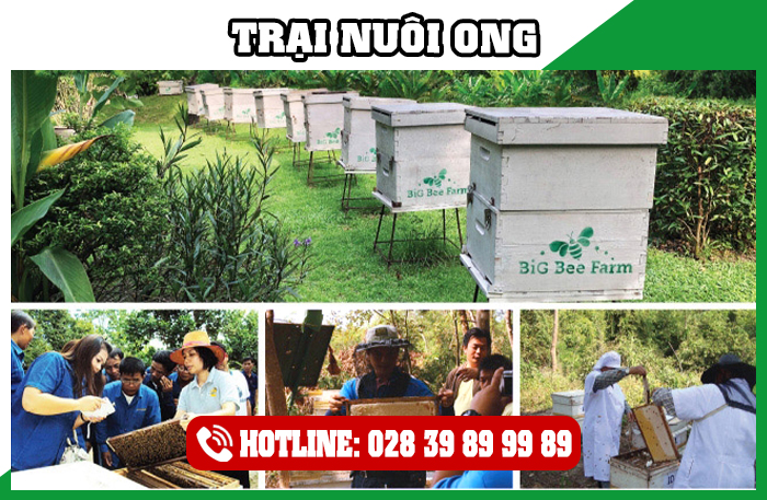 Trại Nuôi Ong Lấy Mật Thái Lan