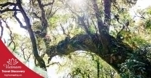 Du lịch trekking leo núi Tả Liên Sơn 2 ngày 1 đêm